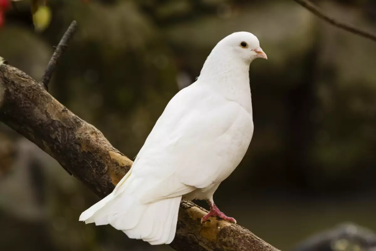 Бял гълъб символ