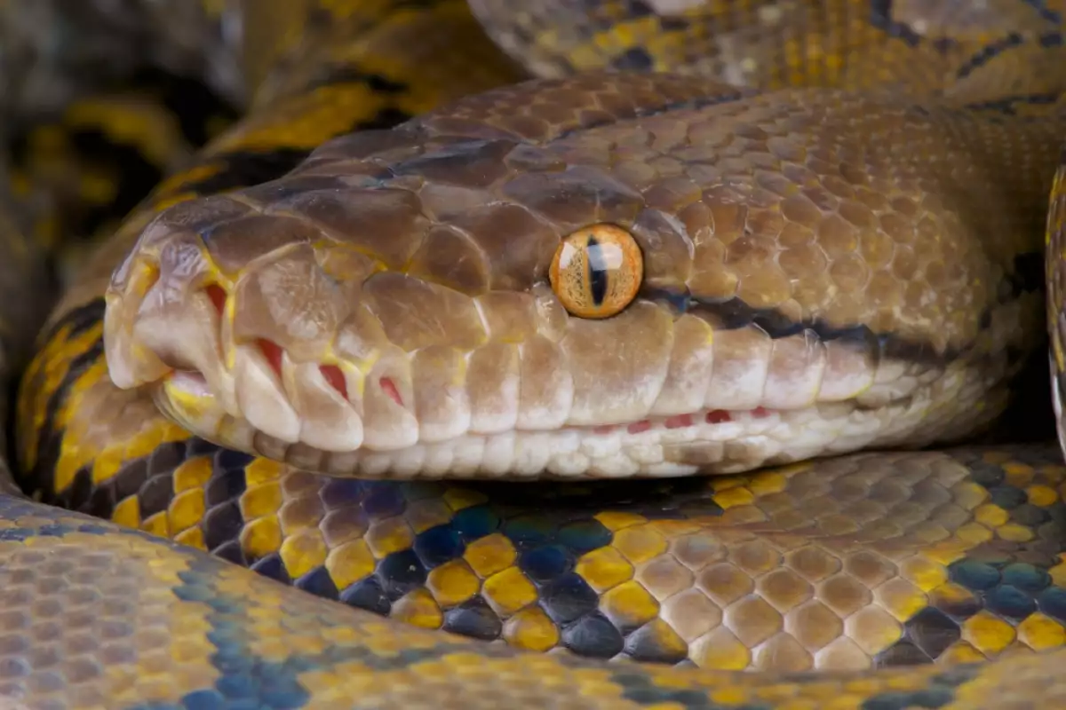 Питоните са невероятно красиви големи тропически змии Тяхната отличителна черта