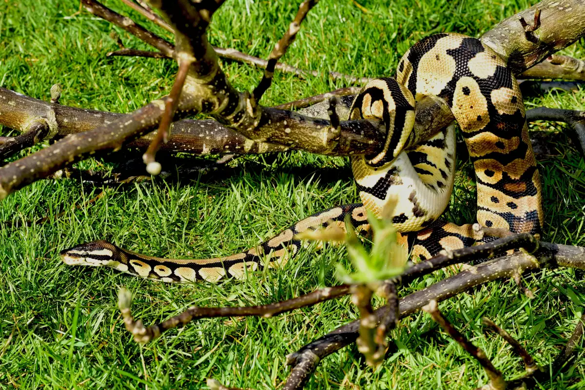 Питоните величествените змии които обитават различни региони на света често