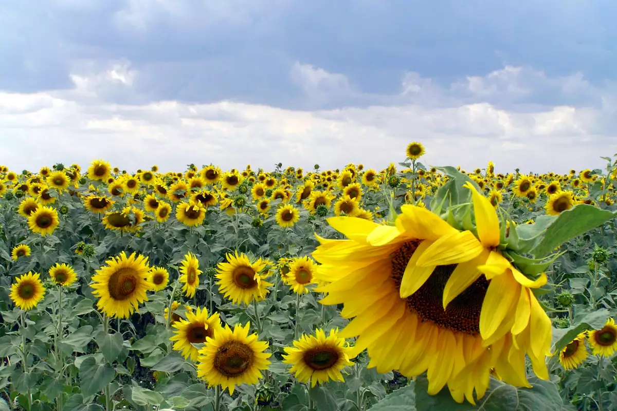 Слънчогледът е едно от най разпознаваемите и обичани цветя в света