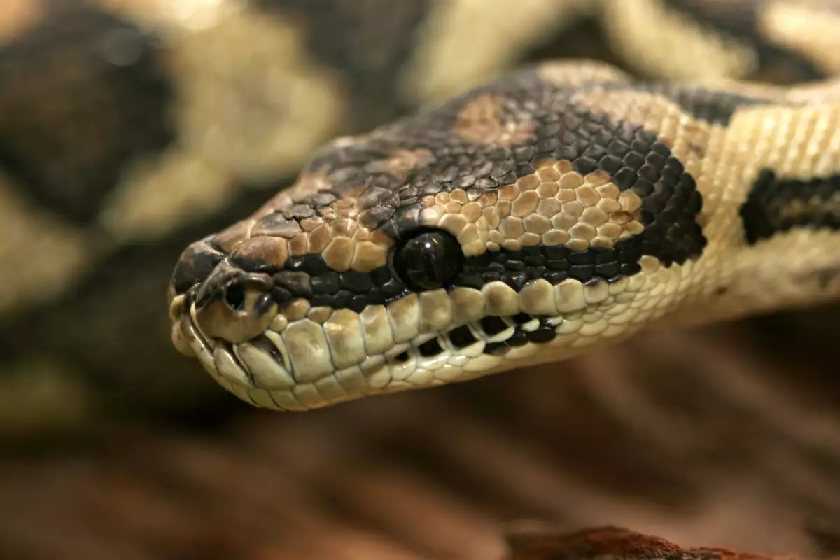 Сънищата със змии определено не са сред най приятните Често пъти