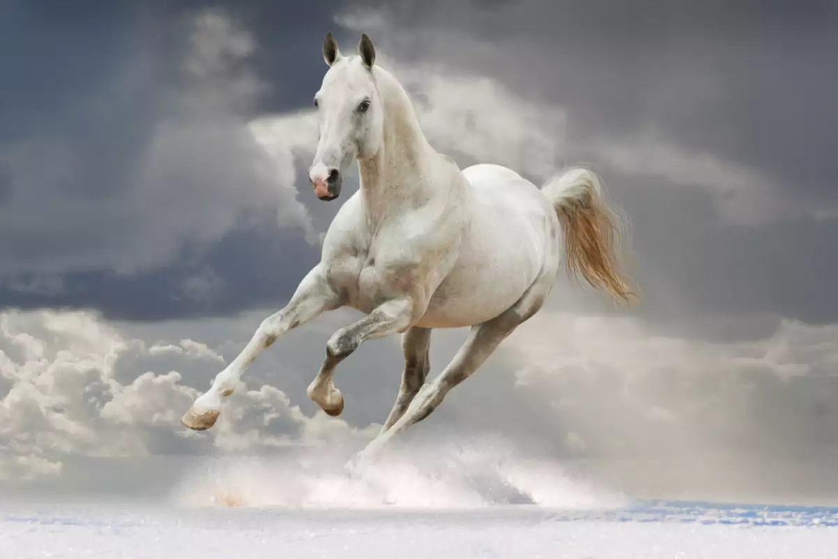 Бял кон с крила пегасус