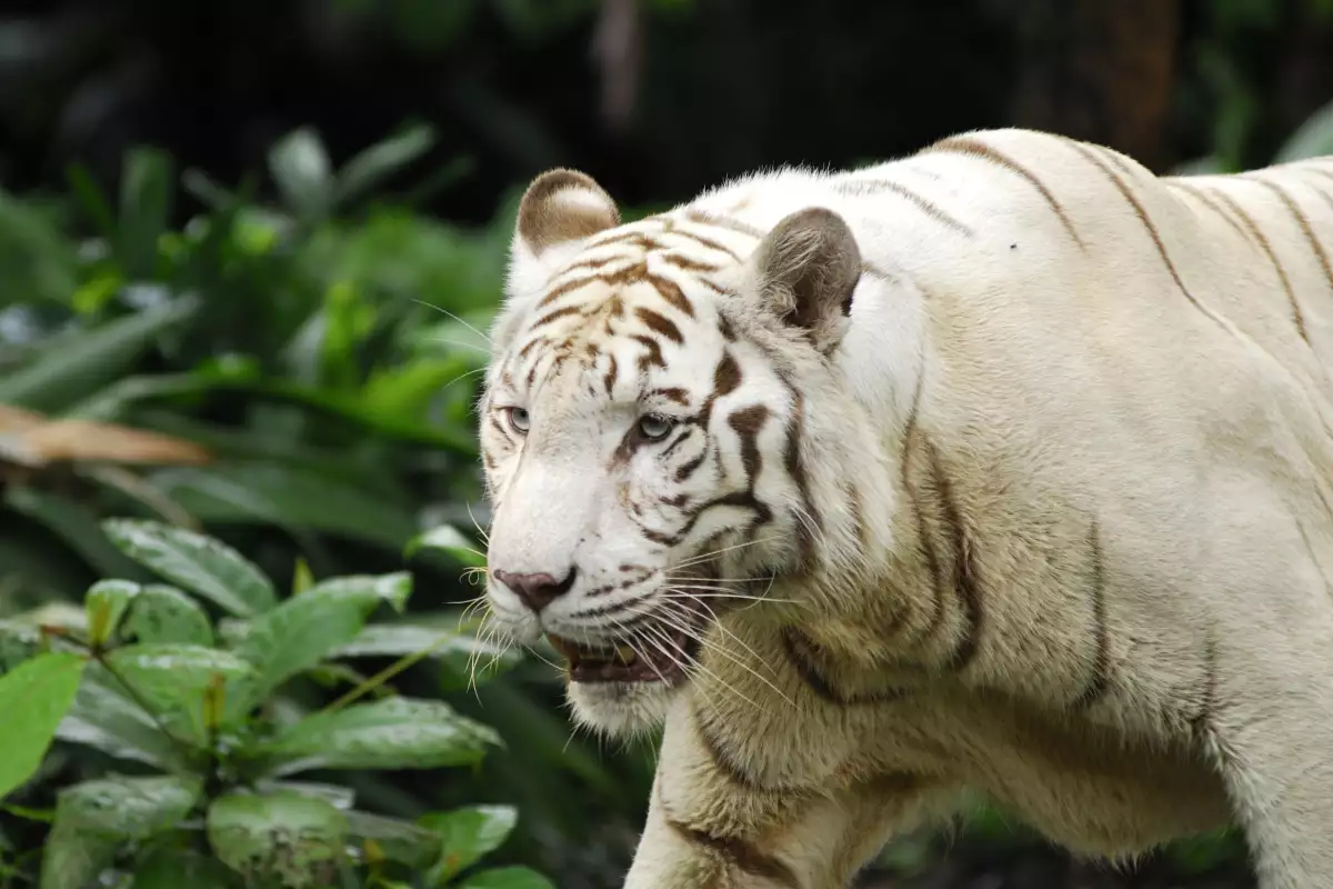 Бял Бенгалски Тигър
