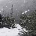 Георги Стойнев