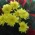 Естефанилия