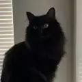 Krisa