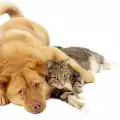 Куче, котка и змия