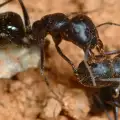 Приказка за трудолюбивата мравка