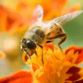 Глобалното затопляне свива популацията на пчелите