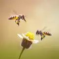 Пчели насън - какво означава?