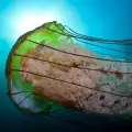 Медуза гигант шашна жителите на Тасмания