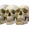 Анализ на древни зъби промени представите за човешката еволюция