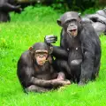 Шимпанзетата си общуват с 19 знакови послания