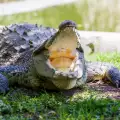 Сън за крокодил: символика и тълкуване
