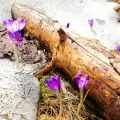 Природен феномен – пролетта дойде през февруари