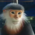 Сива маймунка сънувах