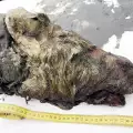 Откриха глава на огромен праисторически вълк в сибирските ледове