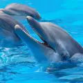 Делфините разбират, че са смъртни