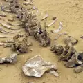 Откриха древни фосили, които ще пренапишат човешката история