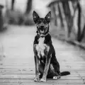 Мистерията на моста Оувъртън, който кара кучетата да се срещнат със Създателя си