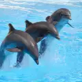 Защо делфините не кървят до смърт