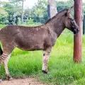 Магарешка зебра се роди в Мексико