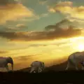 Слоновете постигат целите си заедно