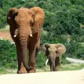 Невероятните факти за слоновете, които не знаете