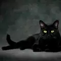 Суеверия: Черната котка носи любов в къщата