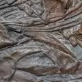 Откриха следи от мускул на 560 милиона години
