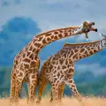Сън с жираф - какви тайни ви разкрива?