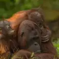 Човешките способности на приматите