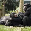 И шимпанзетата проституират