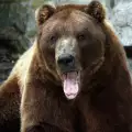 Мечка се изтърси на парти и изяде всички сладкиши