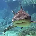 Акула изяде младоженец
