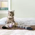 Сънувах починал приятел