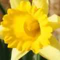 Цветя за починал човек