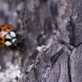 Какво значи, ако сънуваш калинка?