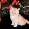 Родих 3 бели котета
