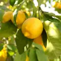 Невероятните магически сили на лимона