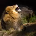 Лъвовете нападат хора по пълнолуние