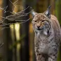 Значение и интерпретация на риса в сънищата