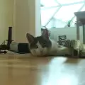 Кошмар с котка