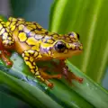 Индийци женят жаби, за да прогонят сушата