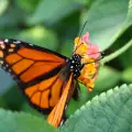 Пеперудата – посланик от Рая