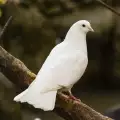 Ако видиш бял гълъб