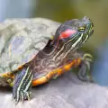 Фигурка на костенурка - мощен амулет за дома