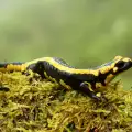 Талисман саламандър - символика и магически свойства