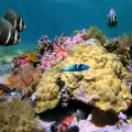 Как могат да бъдат спасени коралите