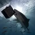 Акулите дискриминират жените - убиват по-често мъже!